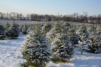 Christmas trees at Old Stone Farm
