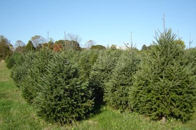 Christmas Trees at Old Stone Farm