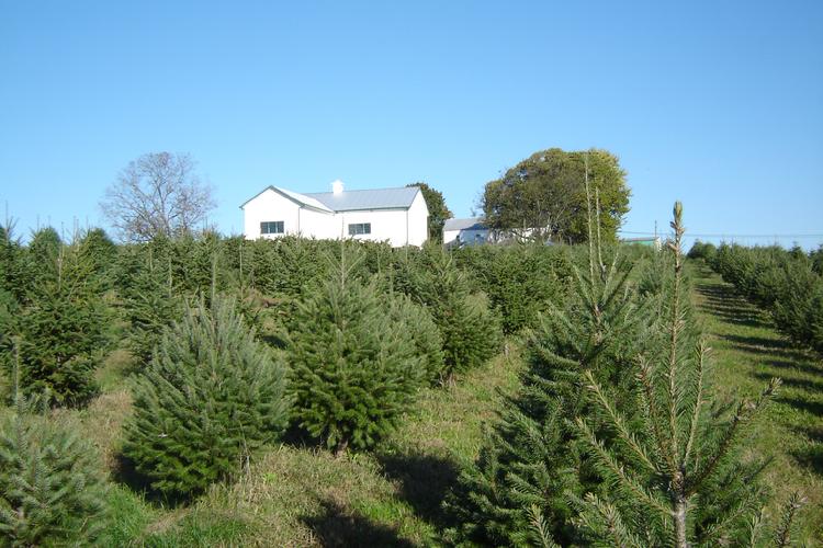 Christmas trees at Old Stone Farm